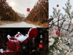 怎么用苹果手机拍摄虚化背景（苹果手机拍照景色技巧教程）